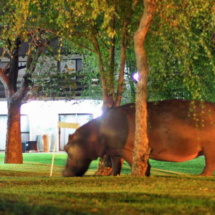 azambezi hippo large