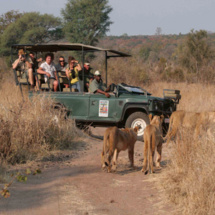vic falls lion small