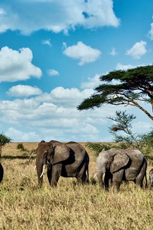 kenya-min